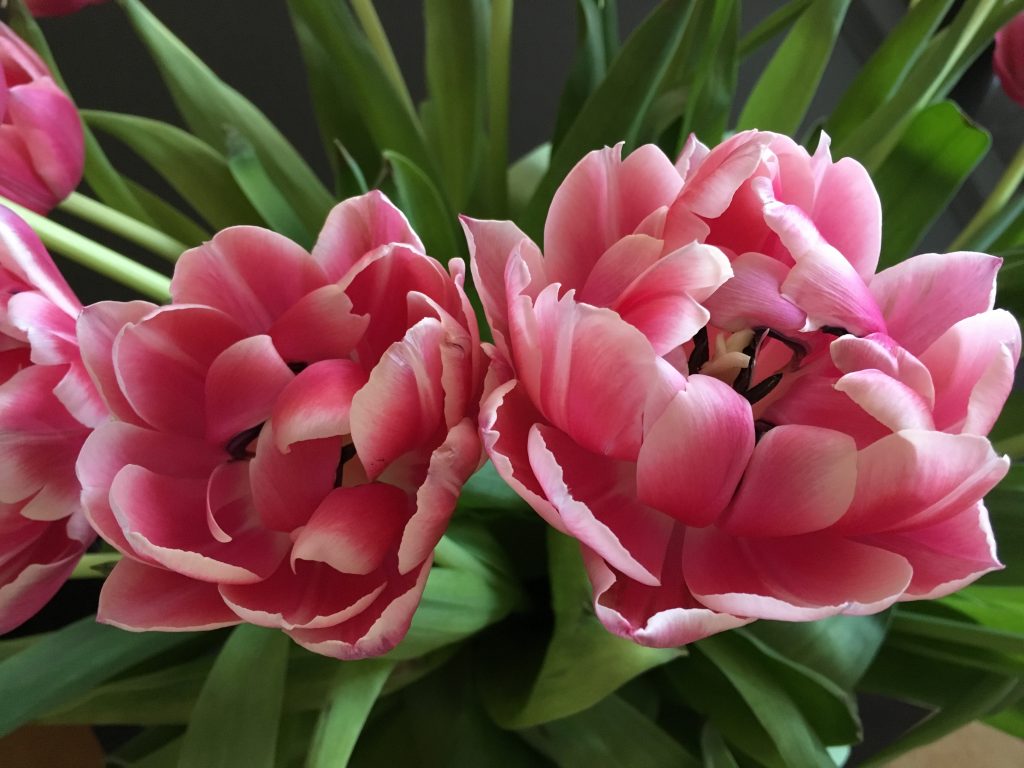 Пионовидные тюльпаны цена 
