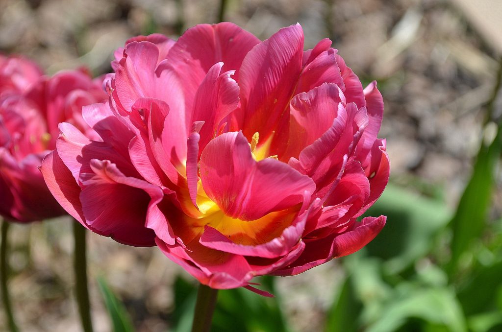 Тюльпан пионовидный название сорта 