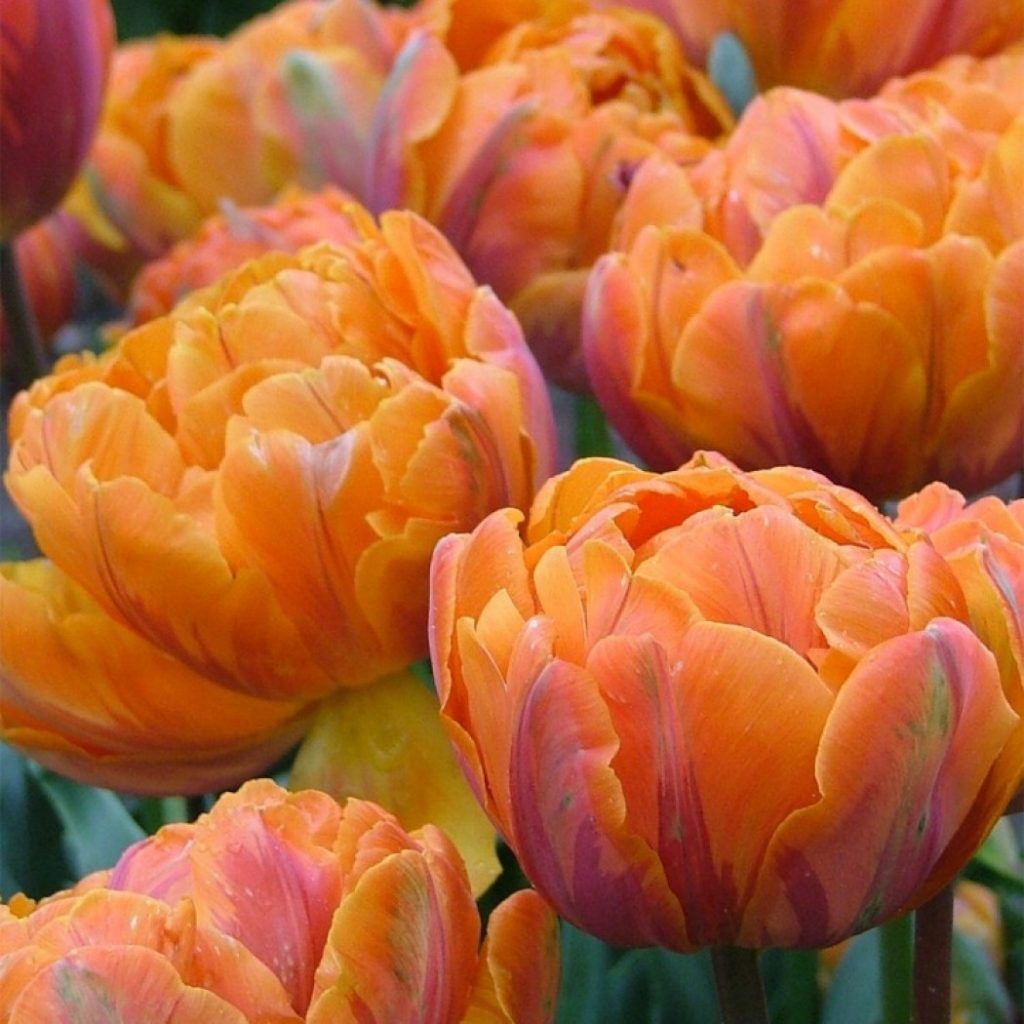 Пионовидные тюльпаны розовые 