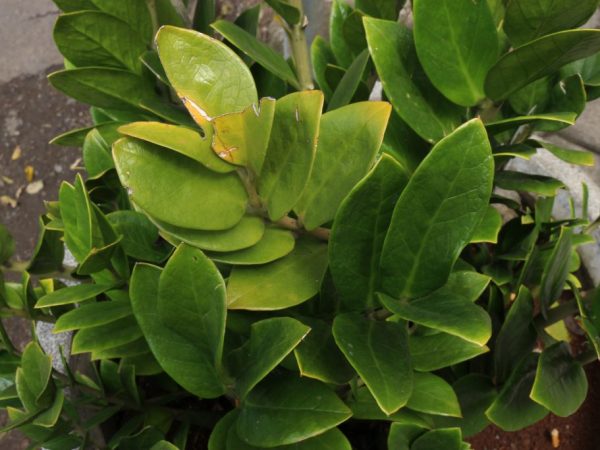 Замиокулькас — причины пожелтения листьев и способы ликвидации проблемы