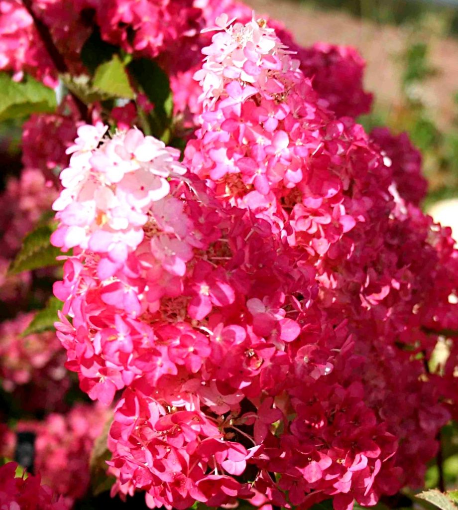 гортензия метельчатая фото цветов