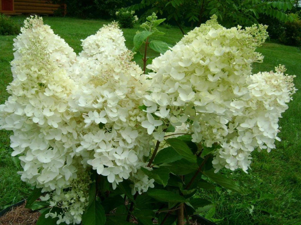 Гортензия grandiflora фото